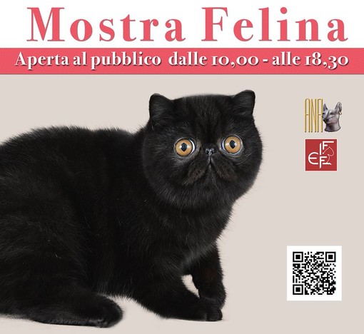 Wordcats Expo, gatti del mondo in mostra a Genova