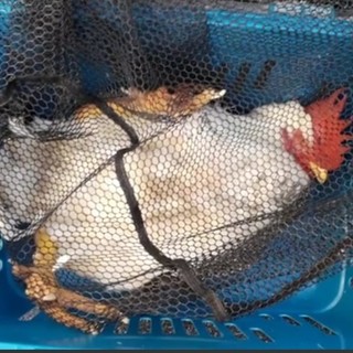 Un gallo in mezzo alla strada in via del Fossato, catturato dalle guardie zoofile