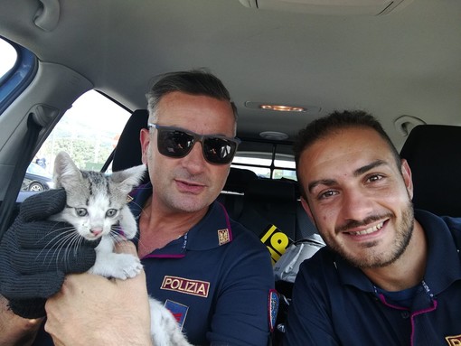 Polizia salva un gattino nel motore di un'auto: "Adottate Rombo" Polizia salva un gattino nel motore di un'auto: "Adottate Rombo"