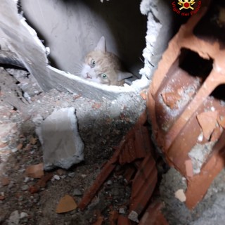 Chiavari: i Vigili del Fuoco in azione per salvare un gatto caduto in una canna fumaria