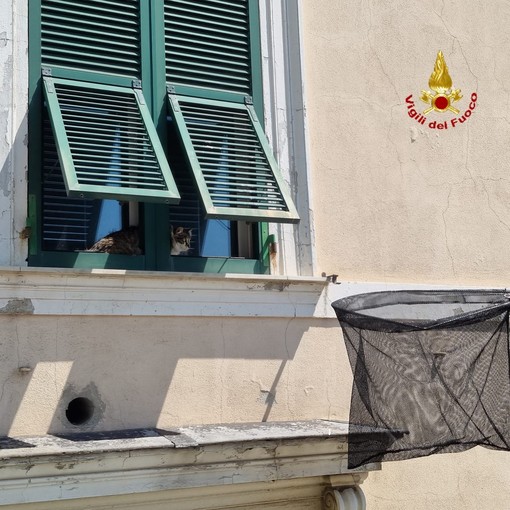 Micio cade dalla finestra del settimo piano, salvato grazie ai Vigili del Fuoco