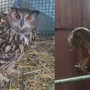 Gufo Reale rubato alla fattoria didattica di San Desiderio, ricerche ancora senza esito