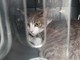 Pra’, gatto chiuso nel trasportino e abbandonato vicino ai cassonetti
