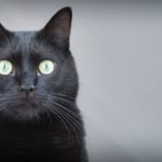 Giornata del gatto nero, tra mito e superstizione: ecco perché adottarli