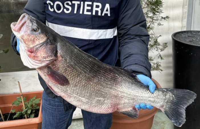 Spigola pescata illegalmente sottoposta a sequestro in un ristorante del centro storico: multati pescatore e ristoratore