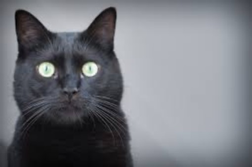 Giornata del gatto nero, tra mito e superstizione: ecco perché adottarli