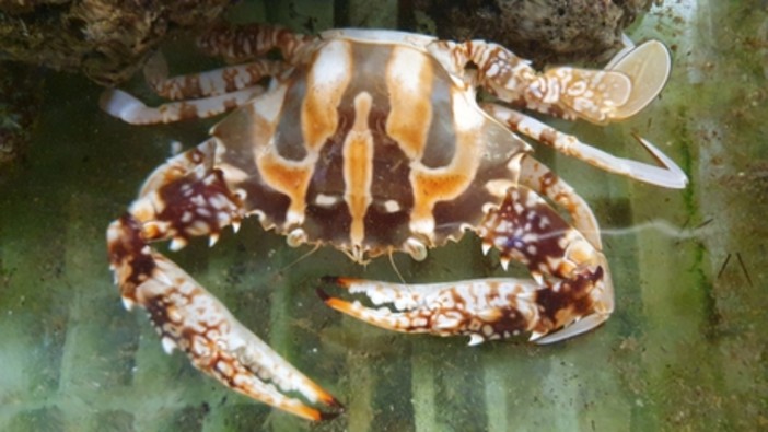 Un granchio 'alieno' pescato nelle acque di fronte alla Lanterna