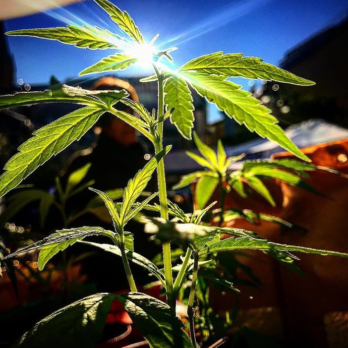 Cannabis terapeutica, Genova: la solidarietà di InFioreScienza a Bertolotto Cannabis terapeutica, Genova: la solidarietà di InFioreScienza a Bertolotto