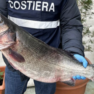 Spigola pescata illegalmente sottoposta a sequestro in un ristorante del centro storico: multati pescatore e ristoratore