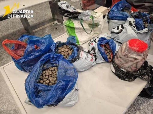 Blitz a Malpensa, sequestrati 400 chili di pesce illegale dalla Cina