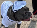 Tutti pazzi per Gegia, il bulldog francese mascotte della Marina Militare Tutti pazzi per Gegia, il bulldog francese mascotte della Marina Militare
