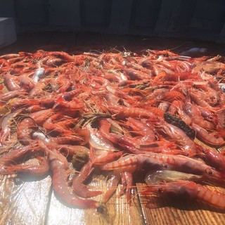 Pesca del gambero, Piana: "Accolta ​la proroga sino al 3 ottobre, lavoriamo sulla programmazione"