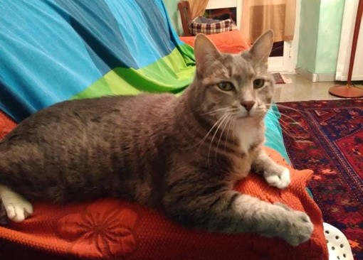 Pegli, furto in casa sventato dal gatto di famiglia, Dumbo mette in fuga i ladri