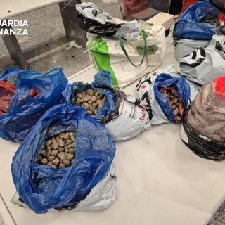 Blitz a Malpensa, sequestrati 400 chili di pesce illegale dalla Cina