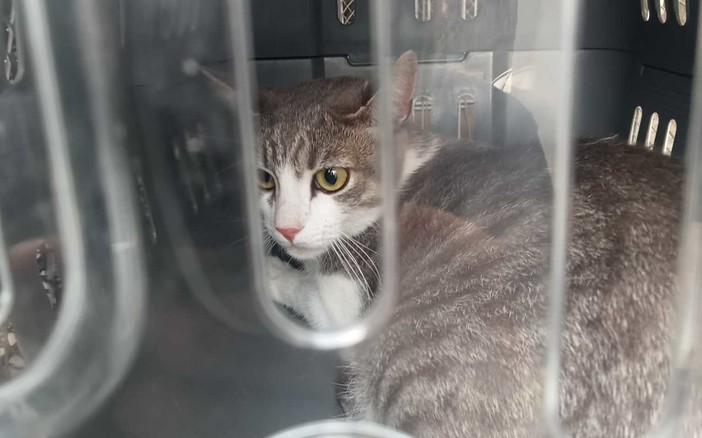 Pra’, gatto chiuso nel trasportino e abbandonato vicino ai cassonetti