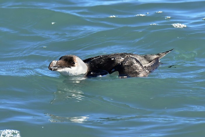 Quindici esemplari di gazza marina nel Mar Ligure, Lipu: "Avvistamento eccezionale"
