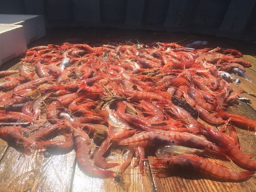 Pesca del gambero, Piana: "Accolta ​la proroga sino al 3 ottobre, lavoriamo sulla programmazione"