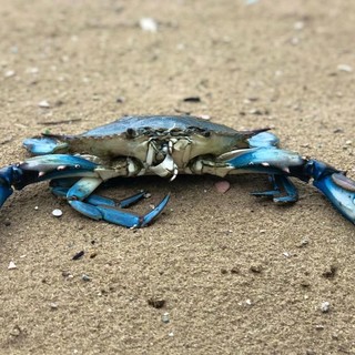 Invasione del granchio blu anche nel Mar Ligure, Coldiretti lancia la &quot;guerra a tavola&quot;