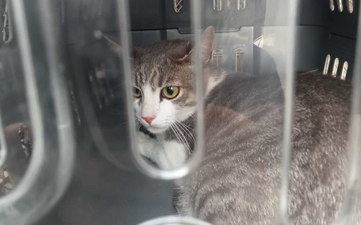 Pra’, gatto chiuso nel trasportino e abbandonato vicino ai cassonetti Pra’, gatto chiuso nel trasportino e abbandonato vicino ai cassonetti