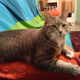 Pegli, furto in casa sventato dal gatto di famiglia, Dumbo mette in fuga i ladri
