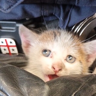 Bolzaneto, micio incastrato tra le ruote di una moto viene adottato da uno degli agenti che lo ha salvato