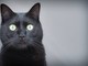 Giornata del gatto nero, tra mito e superstizione: ecco perché adottarli