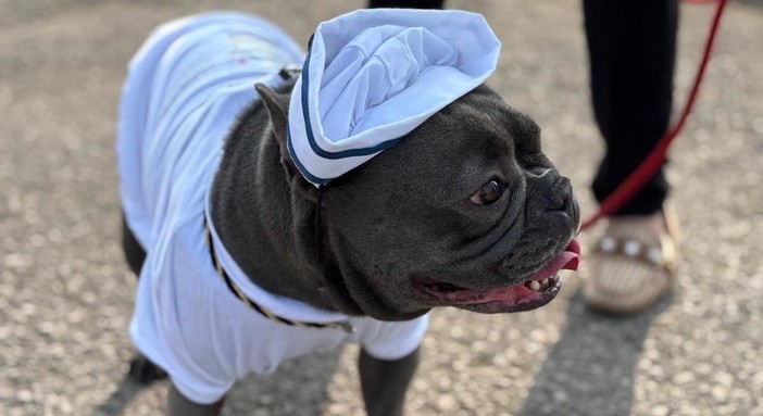 Tutti pazzi per Gegia, il bulldog francese mascotte della Marina Militare Tutti pazzi per Gegia, il bulldog francese mascotte della Marina Militare