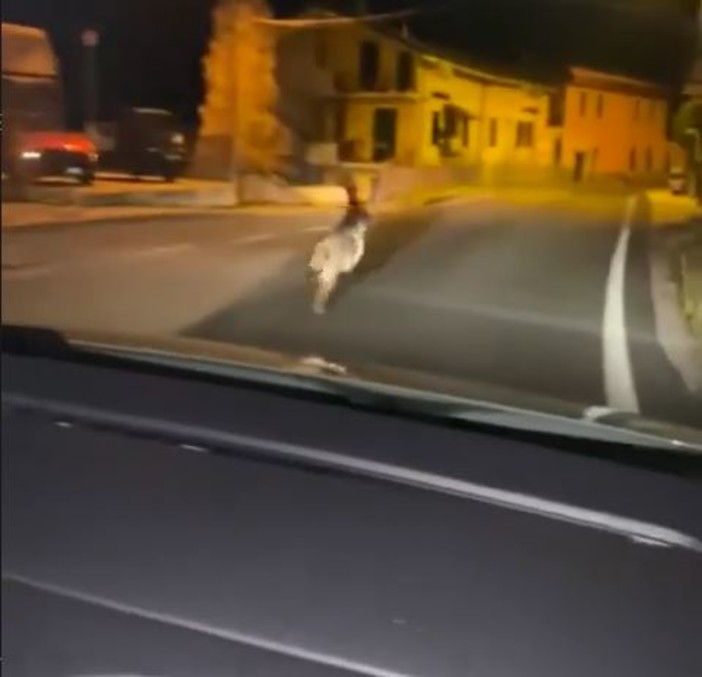 Il folle inseguimento in auto di un lupo a Castiglione Chiavarese (Video)