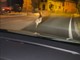 Il folle inseguimento in auto di un lupo a Castiglione Chiavarese (Video)