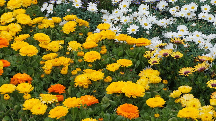 Euroflora, donate 60mila piante, andranno ad abbellire comuni, scuole e musei