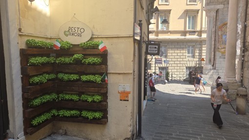 Pesto per Amore porta il basilico in via di Ravecca: nuovo spazio verde nel cuore del centro storico