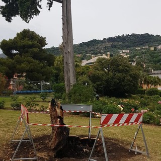 A fuoco un albero nel parco di Nervi, la denuncia di Andrea Agostini