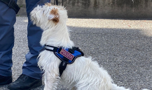 Centro storico, controlli interforze nei caruggi: il cane Leone trova hashish addosso a quattro persone Centro storico, controlli interforze nei caruggi: il cane Leone trova hashish addosso a quattro persone
