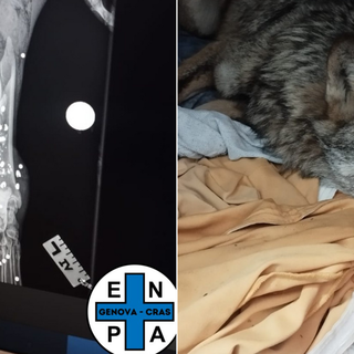 Atto di bracconaggio a Propata: lupo impallinato muore dopo il soccorso