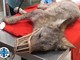 L'Enpa cura un giovane lupo ferito trovato presso Moconesi