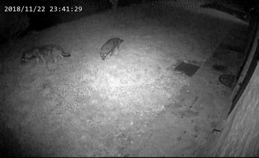 I lupi immortalati dalla videocamera di sorveglianza I lupi immortalati dalla videocamera di sorveglianza