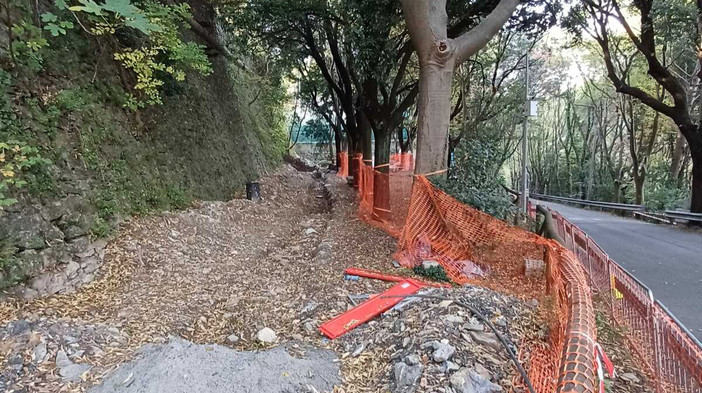 Via Carso, riapre l’ultimo tratto: il Comune ordina al privato di abbattere e ripiantare due alberi danneggiati Via Carso, riapre l’ultimo tratto: il Comune ordina al privato di abbattere e ripiantare due alberi danneggiati