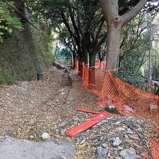 Via Carso, riapre l’ultimo tratto: il Comune ordina al privato di abbattere e ripiantare due alberi danneggiati Via Carso, riapre l’ultimo tratto: il Comune ordina al privato di abbattere e ripiantare due alberi danneggiati