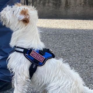 Centro storico, controlli interforze nei caruggi: il cane Leone trova hashish addosso a quattro persone Centro storico, controlli interforze nei caruggi: il cane Leone trova hashish addosso a quattro persone