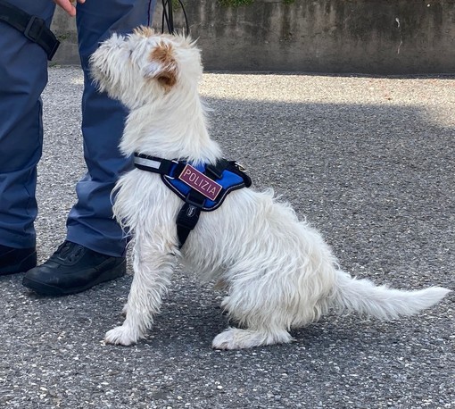 Prima missione per Leone, il cane antidroga della polizia trova dieci grammi di hashish