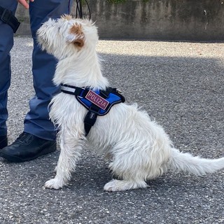 Prima missione per Leone, il cane antidroga della polizia trova dieci grammi di hashish