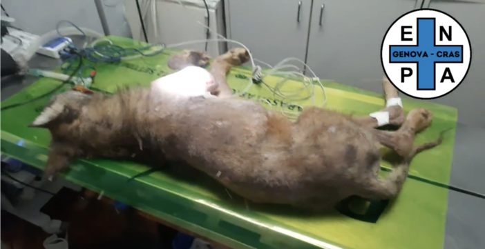 Il lupo di Moconesi è stato operato, Enpa: "Si fa sempre più vispo" Il lupo di Moconesi è stato operato, Enpa: "Si fa sempre più vispo"