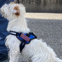Centro storico, controlli interforze nei caruggi: il cane Leone trova hashish addosso a quattro persone