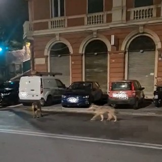 Sestri Ponente, coppia di lupi avvistata in via Merano: la spiegazione dell’esperto (Video)
