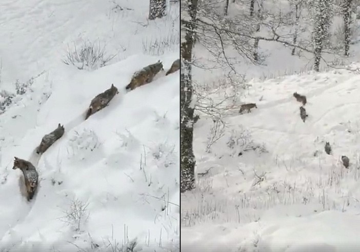 Fotogrammi del branco ripreso, in realtà, a Civitella Alfedena