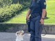 La Polizia di Genova presenta Leone, il nuovo cane antidroga La Polizia di Genova presenta Leone, il nuovo cane antidroga