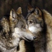 Presenza del lupo, il Consiglio d'Europa declassa la protezione degli esemplari