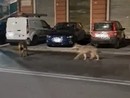 Lupi e avvistamenti, l'esperto chiama alla cautela ma il caso di via Merano svela curiosità faunistiche
