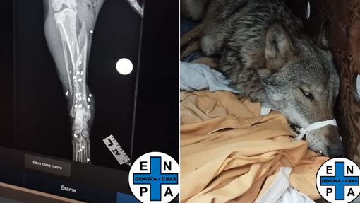 Atto di bracconaggio a Propata: lupo impallinato muore dopo il soccorso