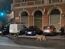 Sestri Ponente, coppia di lupi avvistata in via Merano: la spiegazione dell’esperto (Video)